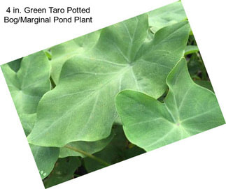 4 in. Green Taro Potted Bog/Marginal Pond Plant