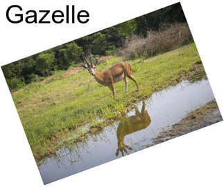 Gazelle