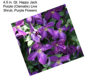 4.5 in. Qt. Happy Jack Purple (Clematis) Live Shrub, Purple Flowers