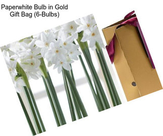 Paperwhite Bulb in Gold Gift Bag (6-Bulbs)