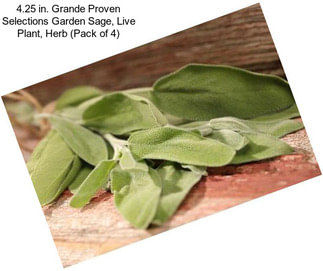 4.25 in. Grande Proven Selections Garden Sage, Live Plant, Herb (Pack of 4)