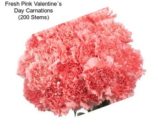 Fresh Pink Valentine´s Day Carnations (200 Stems)