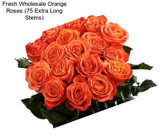 Fresh Wholesale Orange Roses (75 Extra Long Stems)