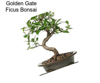 Golden Gate Ficus Bonsai