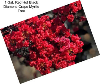 1 Gal. Red Hot Black Diamond Crape Myrtle Tree