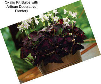 Oxalis Kit Bulbs with Artisan Decorative Planter)