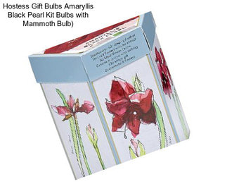 Hostess Gift Bulbs Amaryllis Black Pearl Kit Bulbs with Mammoth Bulb)