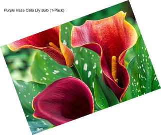 Purple Haze Calla Lily Bulb (1-Pack)
