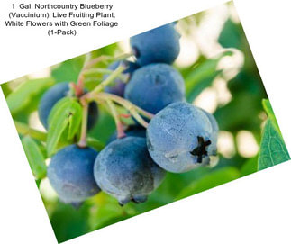 1  Gal. Northcountry Blueberry (Vaccinium), Live Fruiting Plant, White Flowers with Green Foliage (1-Pack)