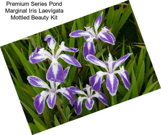 Premium Series Pond Marginal Iris Laevigata Mottled Beauty Kit