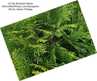 2.5 Qt. Emerald Green Arborvitae(Thuja) Live Evergreen Shrub, Green Foliage