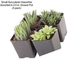 Small Succulents Haworthia Assorted in 2.5 in. Grower Pot (4 pack)