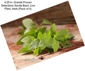 4.25 in. Grande Proven Selections Serata Basil, Live Plant, Herb (Pack of 4)