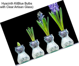 Hyacinth KitBlue Bulbs with Clear Artisan Glass)