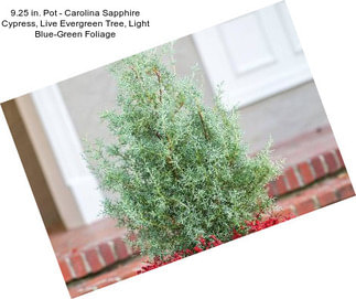9.25 in. Pot - Carolina Sapphire Cypress, Live Evergreen Tree, Light Blue-Green Foliage