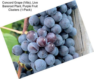 Concord Grape (Vitis), Live Bareroot Plant, Purple Fruit Clusters (1-Pack)