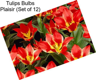 Tulips Bulbs Plaisir (Set of 12)