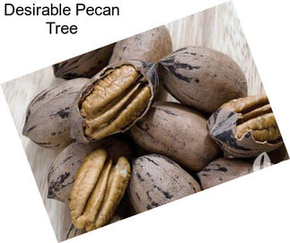 Desirable Pecan Tree