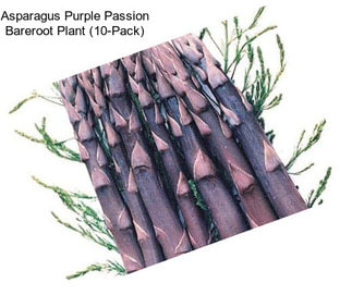 Asparagus Purple Passion Bareroot Plant (10-Pack)