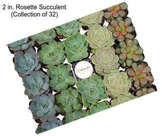 2 in. Rosette Succulent (Collection of 32)