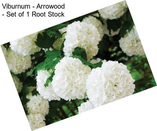 Viburnum - Arrowood - Set of 1 Root Stock