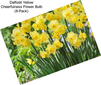 Daffodil Yellow Cheerfulness Flower Bulb (8-Pack)