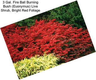 3 Gal. Fire Ball Burning Bush (Euonymus) Live Shrub, Bright Red Foliage