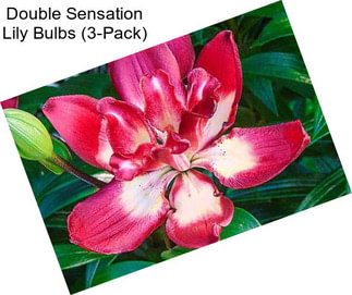 Double Sensation Lily Bulbs (3-Pack)