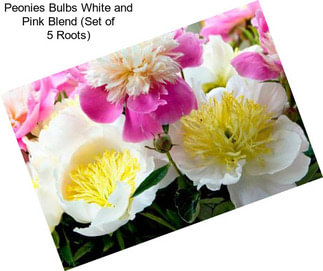 Peonies Bulbs White and Pink Blend (Set of 5 Roots)