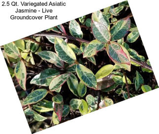 2.5 Qt. Variegated Asiatic Jasmine - Live Groundcover Plant