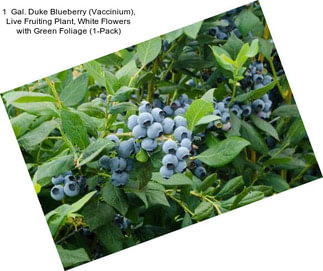 1  Gal. Duke Blueberry (Vaccinium), Live Fruiting Plant, White Flowers with Green Foliage (1-Pack)