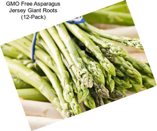 GMO Free Asparagus Jersey Giant Roots (12-Pack)