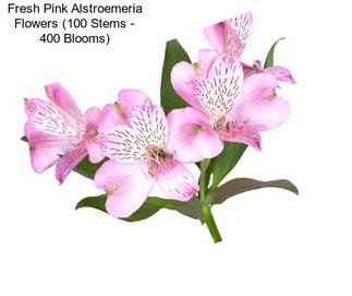 Fresh Pink Alstroemeria Flowers (100 Stems - 400 Blooms)