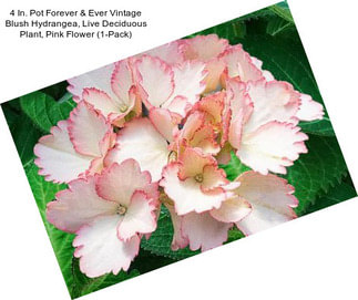 4 In. Pot Forever & Ever Vintage Blush Hydrangea, Live Deciduous Plant, Pink Flower (1-Pack)