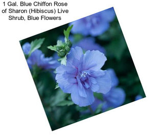 1 Gal. Blue Chiffon Rose of Sharon (Hibiscus) Live Shrub, Blue Flowers