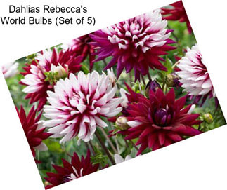 Dahlias Rebecca\'s World Bulbs (Set of 5)