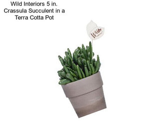 Wild Interiors 5 in. Crassula Succulent in a Terra Cotta Pot