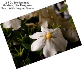 2.5 Qt. Scentamazing Gardenia, Live Evergreen Shrub, White Fragrant Blooms