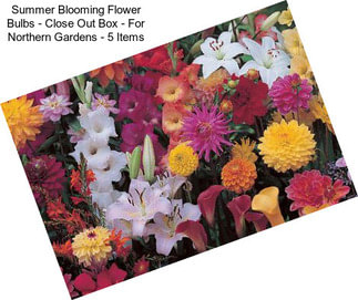 Summer Blooming Flower Bulbs - Close Out Box - For Northern Gardens - 5 Items