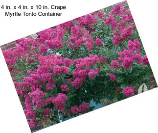 4 in. x 4 in. x 10 in. Crape Myrtle Tonto Container