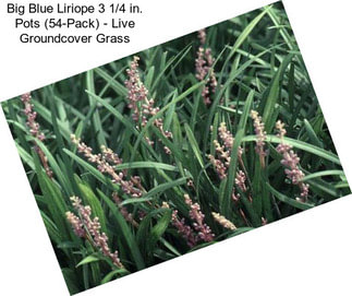 Big Blue Liriope 3 1/4 in. Pots (54-Pack) - Live Groundcover Grass