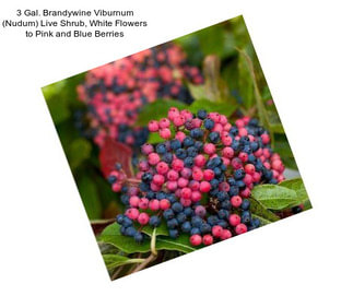 3 Gal. Brandywine Viburnum (Nudum) Live Shrub, White Flowers to Pink and Blue Berries