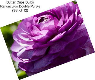 Butter Cups Bulbs Ranunculus Double Purple (Set of 12)