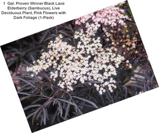 1  Gal. Proven Winner Black Lace Elderberry (Sambucus), Live Deciduous Plant, Pink Flowers with Dark Foliage (1-Pack)
