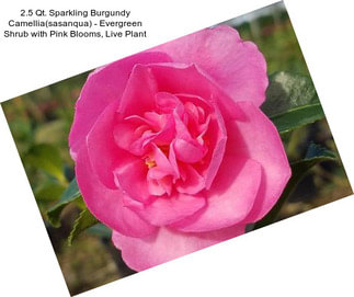 2.5 Qt. Sparkling Burgundy Camellia(sasanqua) - Evergreen Shrub with Pink Blooms, Live Plant