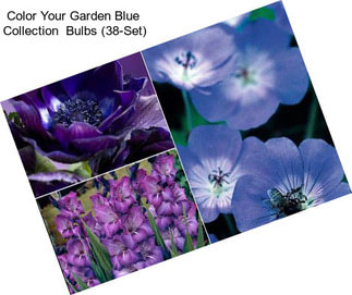 Color Your Garden Blue  Collection  Bulbs (38-Set)