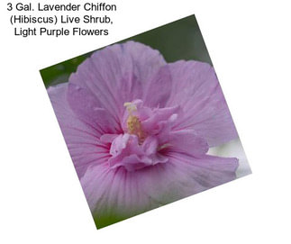 3 Gal. Lavender Chiffon (Hibiscus) Live Shrub, Light Purple Flowers