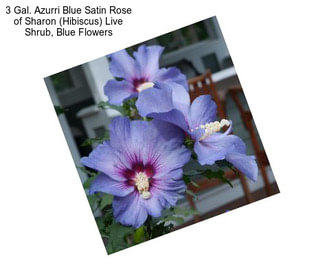 3 Gal. Azurri Blue Satin Rose of Sharon (Hibiscus) Live Shrub, Blue Flowers