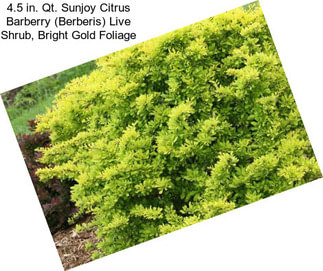 4.5 in. Qt. Sunjoy Citrus Barberry (Berberis) Live Shrub, Bright Gold Foliage