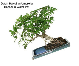 Dwarf Hawaiian Umbrella Bonsai in Water Pot